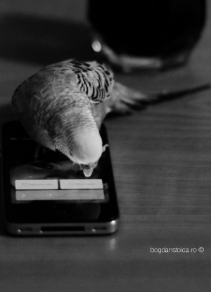 papagalul si mobilul
