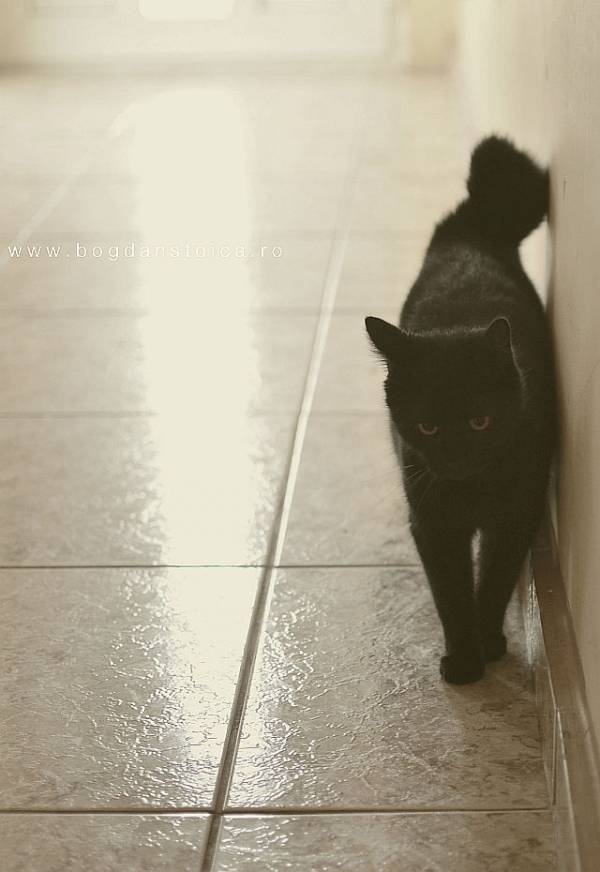 japanese bobtail cat