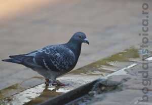 pigeon